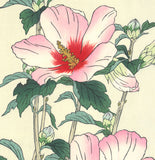 Osuga Yuichi - Mukuge - Free Shipping