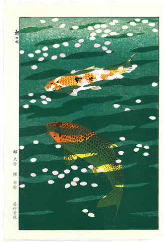 Kasamatsu Shiro - SK40 Koi (Carp) - Free Shipping