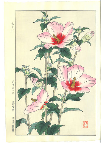 Osuga Yuichi - Mukuge - Free Shipping