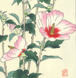 Osuga Yuichi - Mukuge - Free Shipping