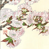 Kawarazaki Shodo - F018 Yae Zakura (Sakura) - (Double Cherry) - Free Shipping