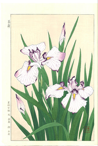 Kawarazaki Shodo - F2 Hanashobu (Japanese Iris) - Free Shipping