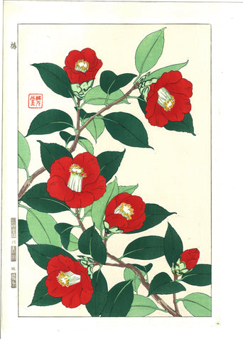 Kawarazaki Shodo - F48 Tsubaki (Japanese Camellia)  - Free Shipping