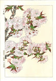Kawarazaki Shodo - F018 Yae Zakura (Sakura) - (Double Cherry) - Free Shipping