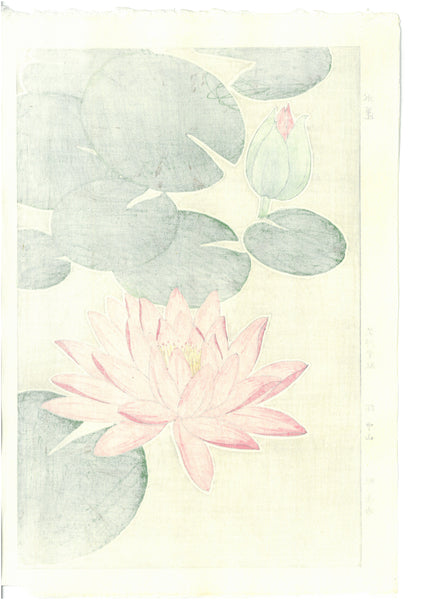 上品スタイル Shodo Kawarazaki - Shipping Free - Lily) (Water Suiren F57 アビランド