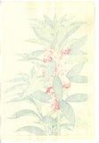 Kawarazaki Shodo - F107  Housenka  - Free Shipping