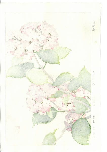 Hydrangea - Lycoris