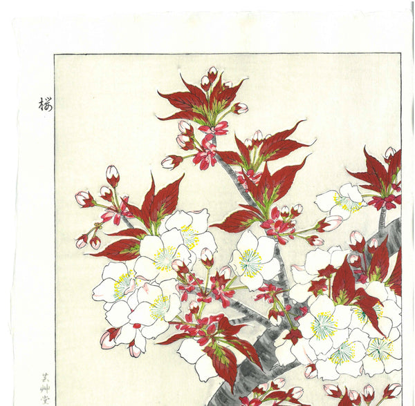 All Cherry Blossoms⭐️新品6枚set⭐️桜並木&旧春爛漫 Kawarazaki Shodo - F016 Sakura (Cherry Blossoms) - Free Shipping