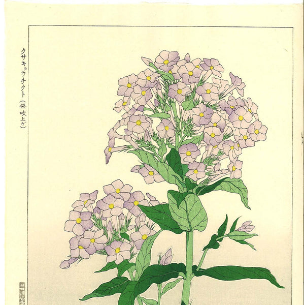 chicoraページ Kawarazaki Shodo - F131 Kyochikuto (Nerium) - Free Shipping