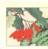 Tanigami Konan (1879~1928) -  Begonia - Free Shipping　　