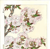 Kawarazaki Shodo - F018 Yae Zakura (Sakura) - (Double Cherry) - Free Shipping