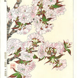 Kawarazaki Shodo - F018 Yae Zakura (Sakura) - (Double Cherry) - Free Shipping