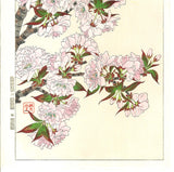 Kawarazaki Shodo - F018 Yae Zakura (Sakura) - (Double Cherry) - Free Shipping