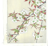 Kawarazaki Shodo - F017 Sakura (Wild cherry) - Free Shipping