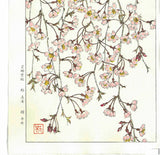 Kuzuhara Teru - F143 Sakura Sakura 　しだれ桜　 (Weeping cherry tree) -  Free Shipping