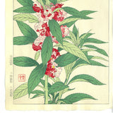 Kawarazaki Shodo - F107  Housenka  - Free Shipping