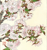 Kawarazaki Shodo - F018 Yae Zakura (Sakura) - (Double Cherry) - Free Shipping