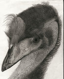 Kotozuka Kichitaro  琴塚吉太朗 - Emu  エミュー - High-Fidelity Fine Art Reproduction  - Free Shipping　