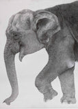 Kotozuka Kichitaro  琴塚吉太朗 - Asian elephant　アジアゾウ-Limited to 100 pieces - High-Fidelity Fine Art Reproduction  - Free Shipping　