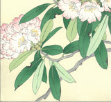Osuga Yuichi - Shakunage  (Rhododendron) - Free Shipping
