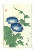 Kawarazaki Shodo - F60 Asagao (Morning glory) - Free Shipping