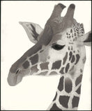 Kotozuka Kichitaro  琴塚吉太朗 - Giraffe 　キリン - High-Fidelity Fine Art Reproduction  - Free Shipping　