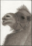 Kotozuka Kichitaro  琴塚吉太朗 - Two-breasted camel  フタコブラクダ  - High-Fidelity Fine Art Reproduction  - Free Shipping　