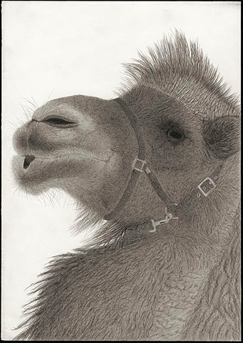 Kotozuka Kichitaro  琴塚吉太朗 - Two-breasted camel  フタコブラクダ  - High-Fidelity Fine Art Reproduction  - Free Shipping　