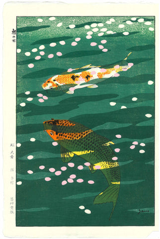 Kasamatsu Shiro - SK40 Koi (Carp) - Free Shipping