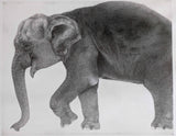 Kotozuka Kichitaro  琴塚吉太朗 - Asian elephant　アジアゾウ-Limited to 100 pieces - High-Fidelity Fine Art Reproduction  - Free Shipping　