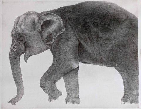 Kotozuka Kichitaro  琴塚吉太朗 - Asian elephant　アジアゾウ-Limited to 100 pieces - High-Fidelity Fine Art Reproduction  - Free Shipping　