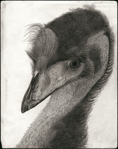 Kotozuka Kichitaro  琴塚吉太朗 - Emu  エミュー - High-Fidelity Fine Art Reproduction  - Free Shipping　