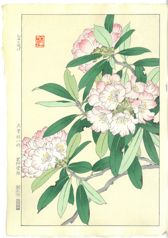 Osuga Yuichi - Shakunage  (Rhododendron) - Free Shipping