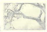 Yoshida Toshi - #015106 Jyuzu kake no Ume (Plum tree ＆ Blue Magpie)   吉田遠志 木版画  015106 数珠かけの梅 Plum tree ＆ Blue Magpie  - Free Shipping