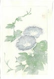 Kawarazaki Shodo - F60 Asagao (Morning glory) - Free Shipping