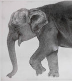 Kotozuka Kichitaro  琴塚吉太朗 - Asian elephant　アジアゾウ-Limited to 100 pieces - High-Fidelity Fine Art Reproduction  - Free Shipping　