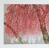 Namiki Hajime 並木一 - Weeping cherry blossoms 29 枝垂桜　 (ED200) -  Free Shipping