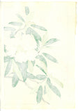 Osuga Yuichi - Shakunage  (Rhododendron) - Free Shipping