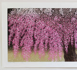 Namiki Hajime 並木一 - Weeping cherry blossoms 30 枝垂桜   (ED200) -  Free Shipping