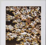 Namiki Hajime 並木一 - Sakura 7  (ED200) -  Free Shipping