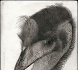 Kotozuka Kichitaro  琴塚吉太朗 - Emu  エミュー - High-Fidelity Fine Art Reproduction  - Free Shipping　