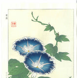 Kawarazaki Shodo - F60 Asagao (Morning glory) - Free Shipping