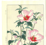 Osuga Yuichi - Mukuge - Free Shipping