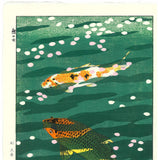 Kasamatsu Shiro - SK40 Koi (Carp) - Free Shipping