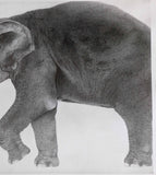 Kotozuka Kichitaro  琴塚吉太朗 - Asian elephant　アジアゾウ-Limited to 100 pieces - High-Fidelity Fine Art Reproduction  - Free Shipping　