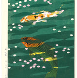 Kasamatsu Shiro - SK40 Koi (Carp) - Free Shipping