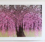 Namiki Hajime 並木一 - Weeping cherry blossoms 30 枝垂桜   (ED200) -  Free Shipping