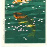 Kasamatsu Shiro - SK40 Koi (Carp) - Free Shipping
