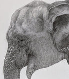 Kotozuka Kichitaro  琴塚吉太朗 - Asian elephant　アジアゾウ-Limited to 100 pieces - High-Fidelity Fine Art Reproduction  - Free Shipping　