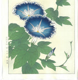 Kawarazaki Shodo - F60 Asagao (Morning glory) - Free Shipping